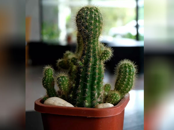 കള്ളിച്ചെടി 