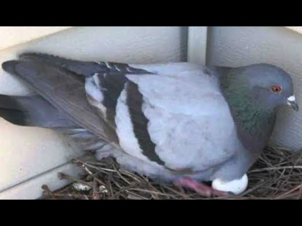 പ്രാവിന്റെ കൂട്