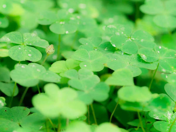 അണുബാധ തടയുന്നു