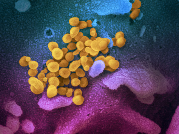 പുതിയ മഹാമാരി പുതിയ മഹാമാരി