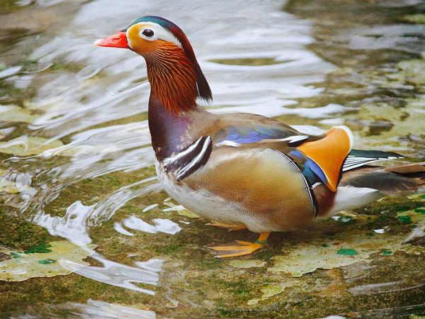 മാന്‍ഡരിന്‍ താറാവ്