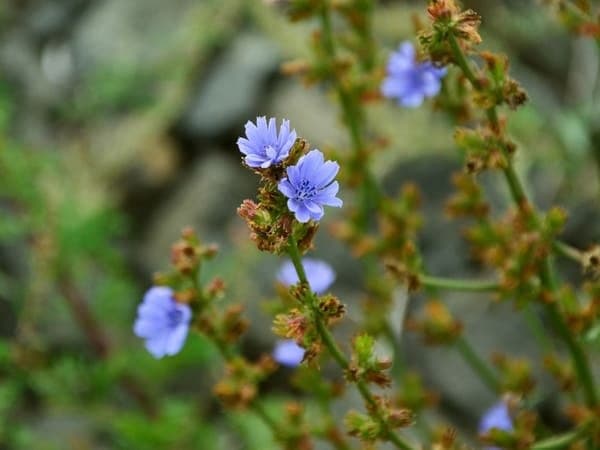 റോസ്‌മേരി ഓയില്‍