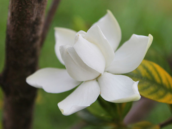 ഗാര്‍ഡനിയ