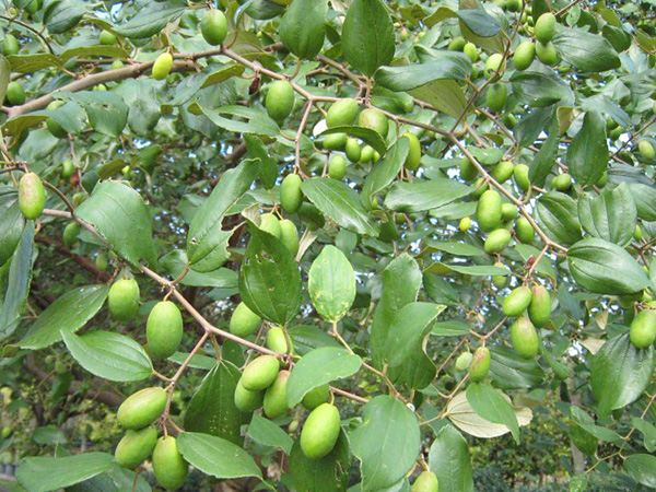 ഇലന്തപ്പഴം