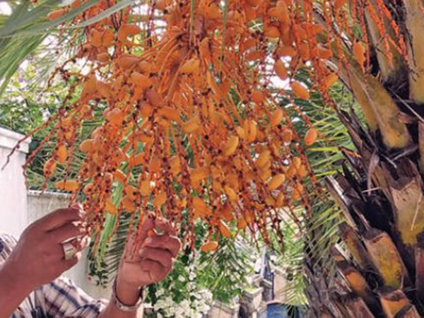 ഈന്തപ്പന