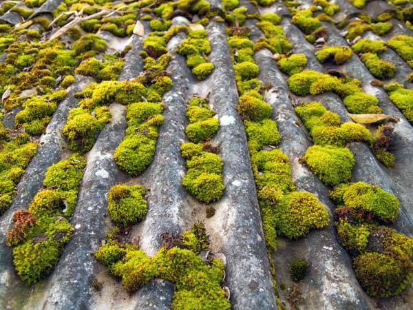 പായല് എന്ന അപകടകാരി പായല് എന്ന അപകടകാരി