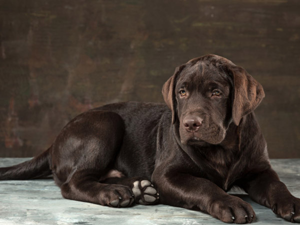 നായ്ക്കളെ കൊണ്ടുവരുമ്പോള്‍ 