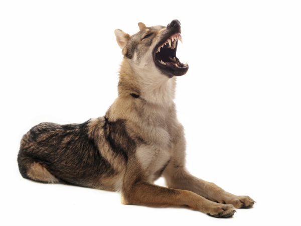 കാട്ടുമൃഗങ്ങളുടെ ചിത്രങ്ങള്‍