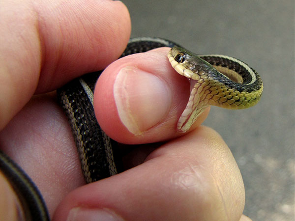 പാമ്പ് കടിയേറ്റാല്‍ ചെയ്യേണ്ടത്