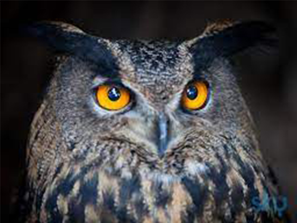 മൂങ്ങയെ കണ്ടാല്‍