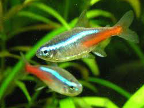  മത്സ്യങ്ങള്‍ക്ക് ഭക്ഷണം