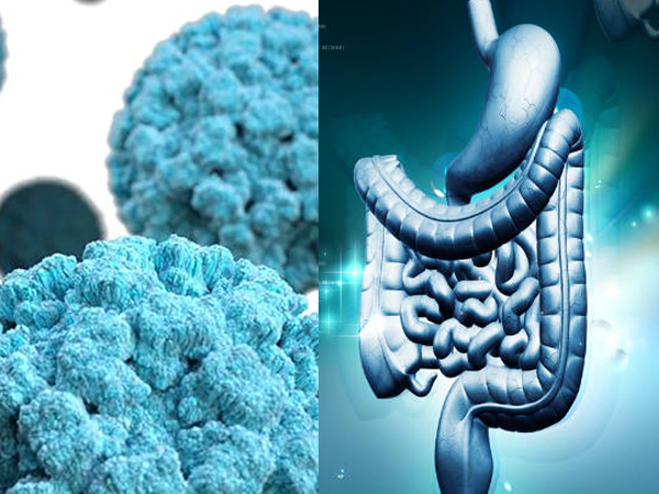 എന്താണ് നോറോവൈറസ്