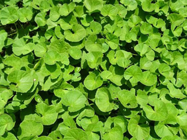 ബ്രഹ്‌മി, നെല്ലിക്ക പായ്ക്ക്