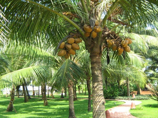 തെങ്ങ് എന്ന കല്പവൃക്ഷം തെങ്ങ് എന്ന കല്പവൃക്ഷം