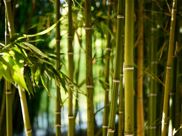 ലോക മുള ദിനം 2021 സന്ദേശം