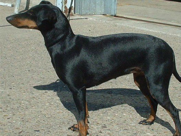 കറുത്ത നായയെ വീട്ടില്‍ വളര്‍ത്തിയാല്‍ നെഗറ്റീവ് എനര്‍ജി ഇല്ലാതാകുന്നു