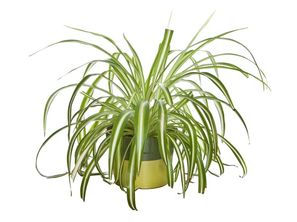 Spider Plants at Home Spider Plants at Home