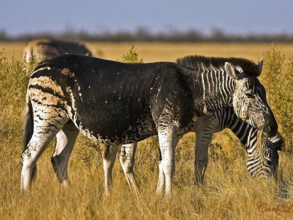 മാര്‍ച്ച് 3 - ലോക വന്യജീവി ദിനം