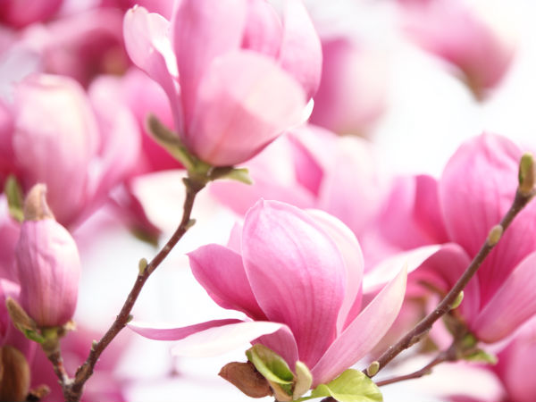 വീട്ടില്‍ പുതിയ പൂക്കളോ ചെടികളോ സൂക്ഷിക്കുക