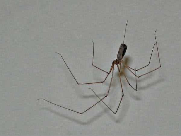 ചിലന്തിവല