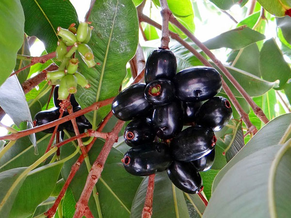 വെറുംവയറ്റില്‍ കഴിക്കരുത്