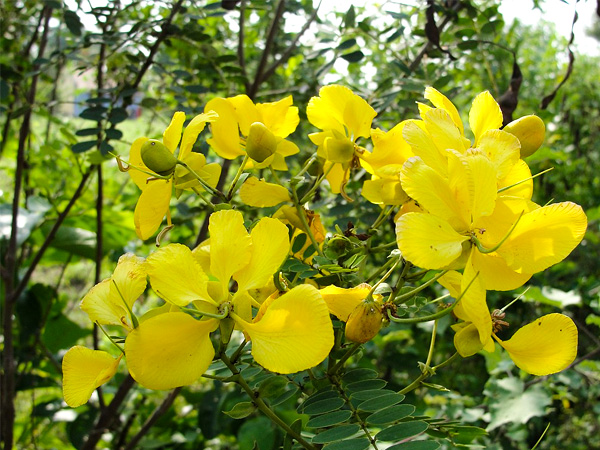 ഫേസ് വാഷ് ആയി ഉപയോഗിക്കാം