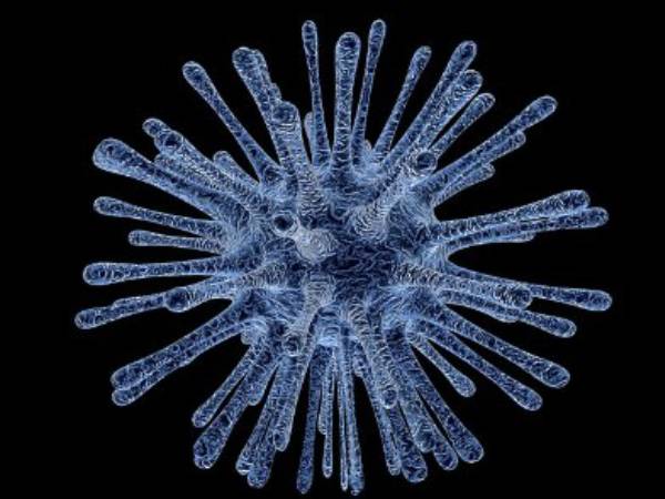 പന്നിപ്പനി