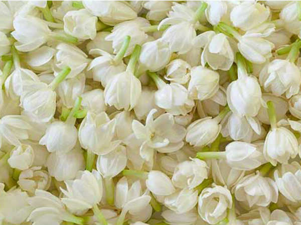 മുല്ലപ്പൂ