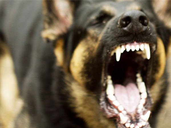 ലൂയി പാസ്ചര്‍ വികസിപ്പിച്ച വാക്‌സിന്‍