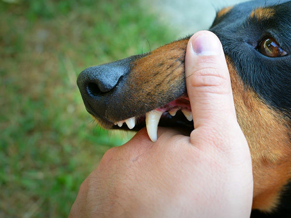 ഏറ്റവും കൂടുതല്‍ ഇന്ത്യയില്‍