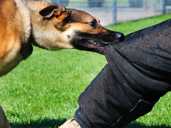 പട്ടി കടിച്ചാലുള്ള പ്രാഥമിക ചികിത്സ