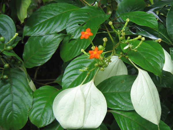 വെള്ളില