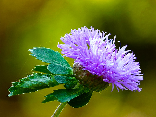 കേശവര്‍ദ്ധിനി എണ്ണ തയ്യാറാക്കാം