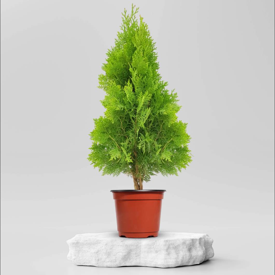 മയില്‍ ചെടി