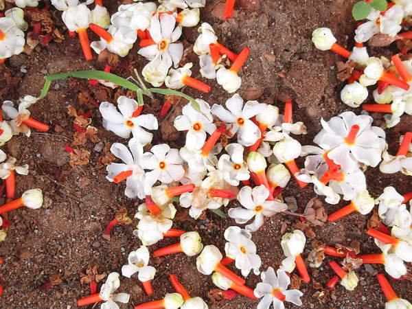 പവിഴമല്ലി