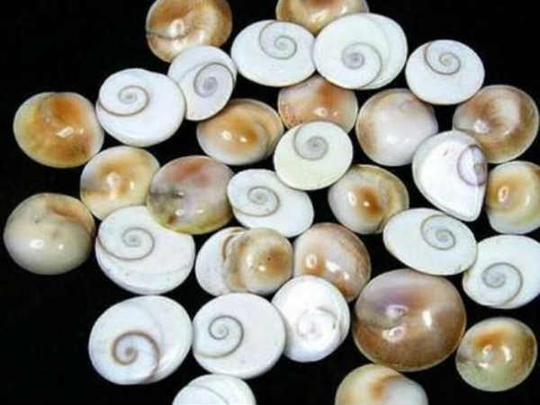 ഗോമതി ചക്രം