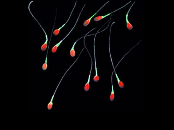 Healthy Sperms men Healthy Sperms men