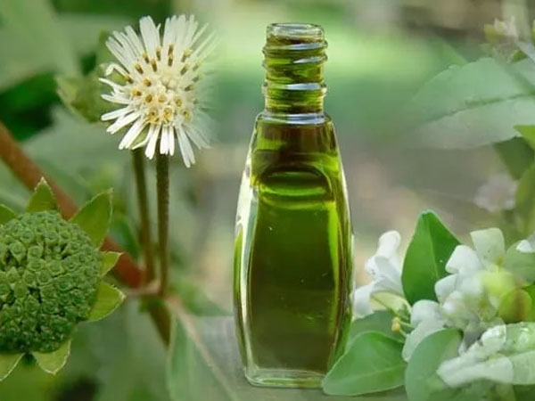 Benefits And Uses Of Bhringraj For Hair Growth; Details In Malayalam