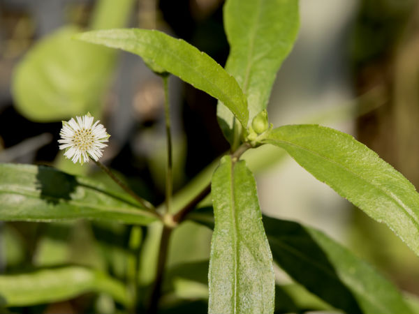 Benefits And Uses Of Bhringraj For Hair Growth; Details In Malayalam
