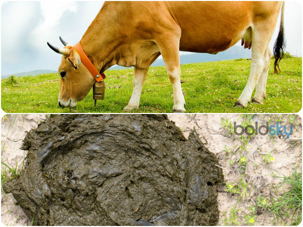 Garuda Purana: Seeing These Things Everyday Will Give You Auspicious Results In Life