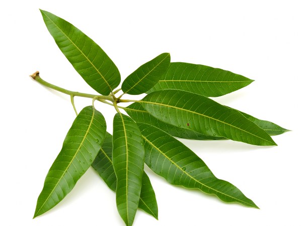 These Healthy Leaves Will Help You To Lower Blood Sugar And Manage Diabetes