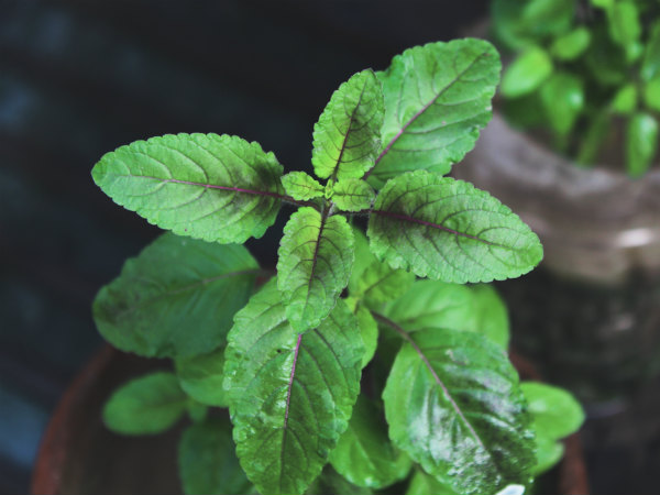 tulsi plant