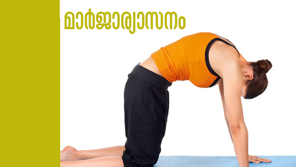 cat cow pose cat cow pose