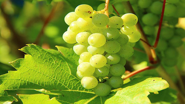 grapes