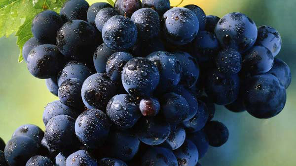 blaccl grapes 