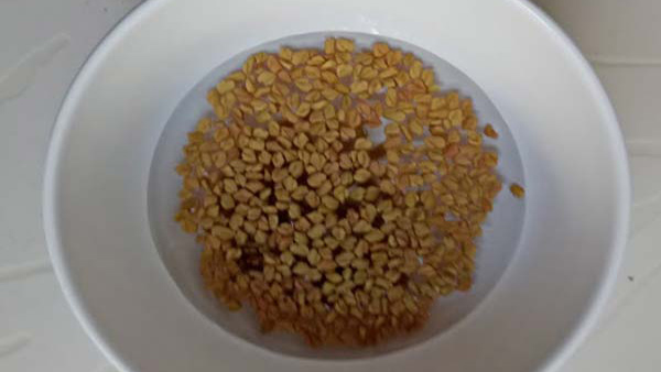 fenugreek seed fenugreek seed