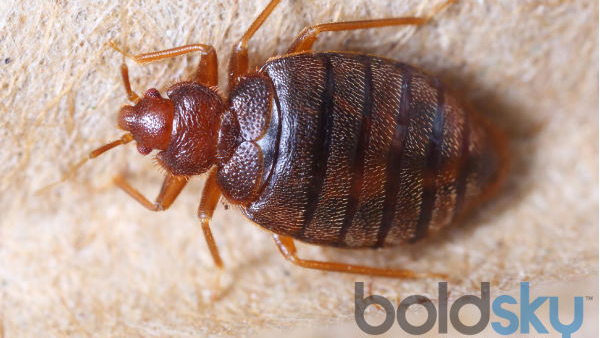 Effective Ways To Cure Bug Bites