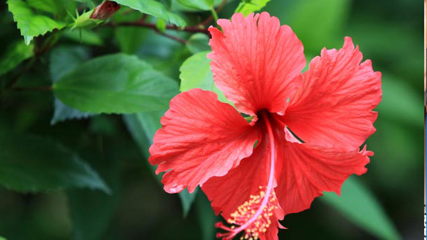 hibiscus for hair 