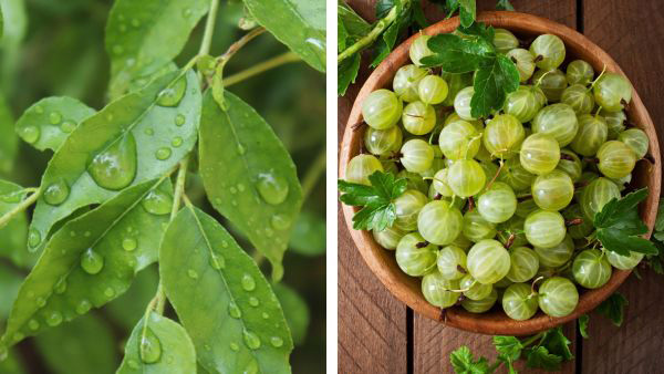 hair loss curry leaves