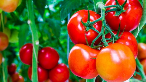 tomato substitute tomato substitute